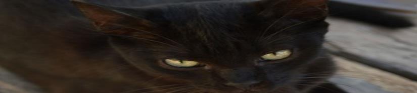 Registran 3 casos de peste negra en gatos de EU