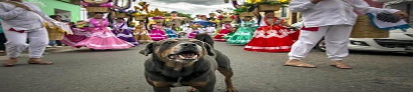 Adoptan a Mazapán, el perro más famoso de Oaxaca