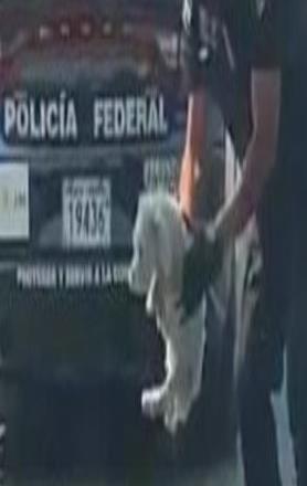 Cachorro rescatado en carretera de Guanajuato sufrió fractura de pata (VIDEO) 