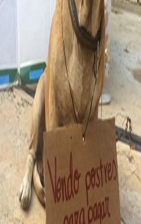 Perro vende postres para pagar quimioterapias en Campeche