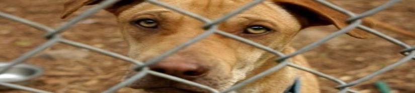 PRI va por 12 años de prisión a quien maltrate animales