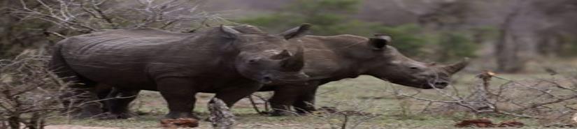Elefante mata a cazador furtivo de rinocerontes en Parque Nacional de Sudáfrica (VIDEO) 