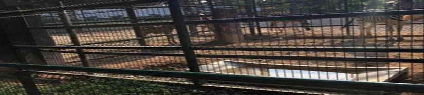 Por intenso calor, muere cebra en zoológico de Yucatán
