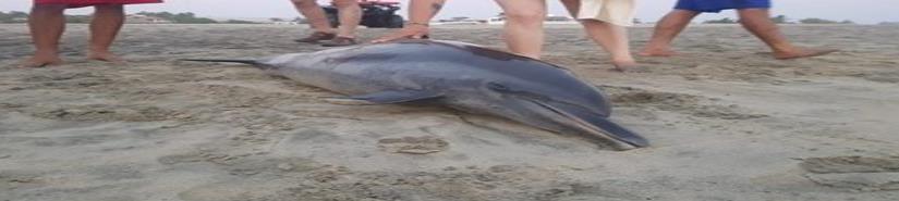 Hallan delfín muerto en playa de Puerto Escondido, Oaxaca