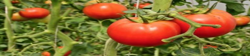 No caerán exportaciones de tomate mexicano hacia Estados Unidos