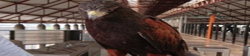 Utiliza halcón para evitar que palomas dañen techumbres en Metro