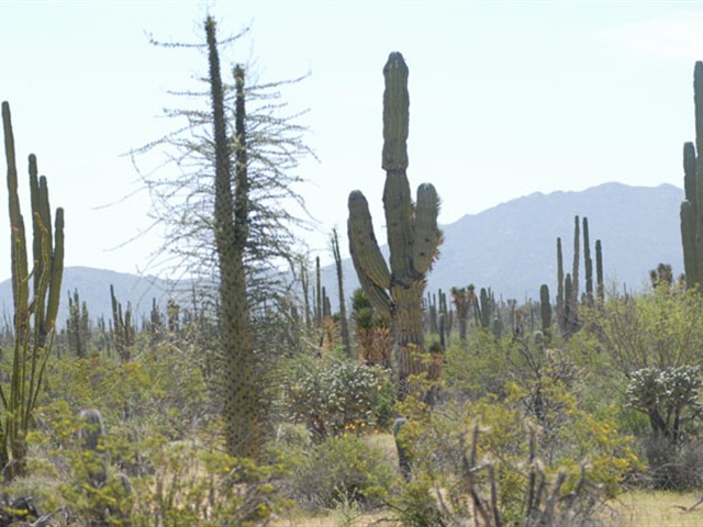 Baja California Natural No.1
