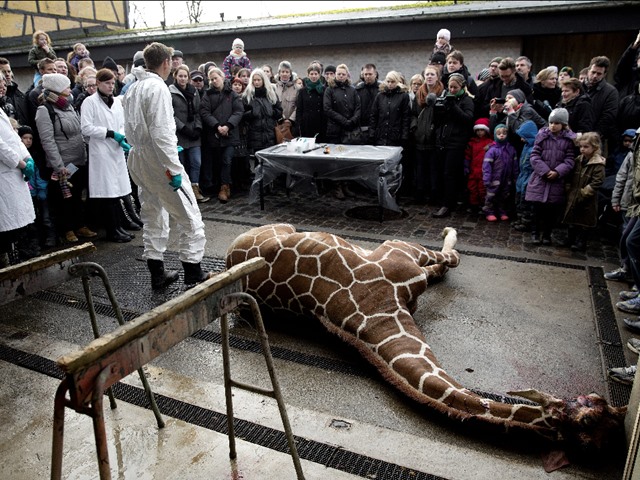 Sacrifican jirafa sana en zoológico de Copenhague