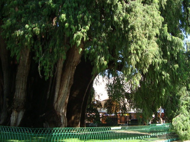 El Árbol del Tule en Oaxaca
