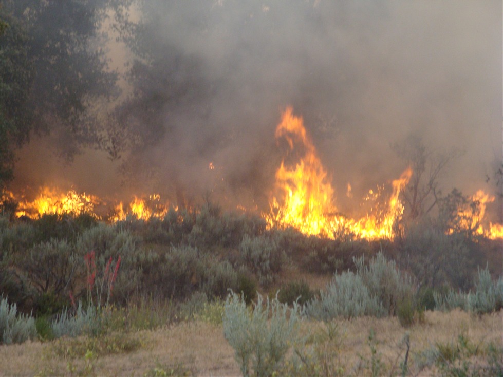 Controlan incendio forestal de Sierra de Juárez