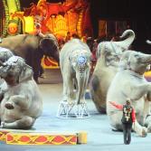 Ringling Brothers and Barnum & Bailey Circus