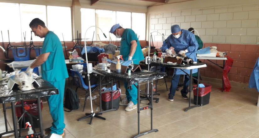 Campaña de esterilización de mascotas en Camalú