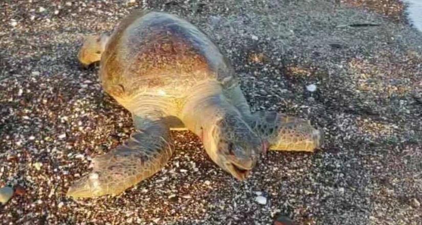 Graban video de muerte de tortuga marina en Mar de Cortés