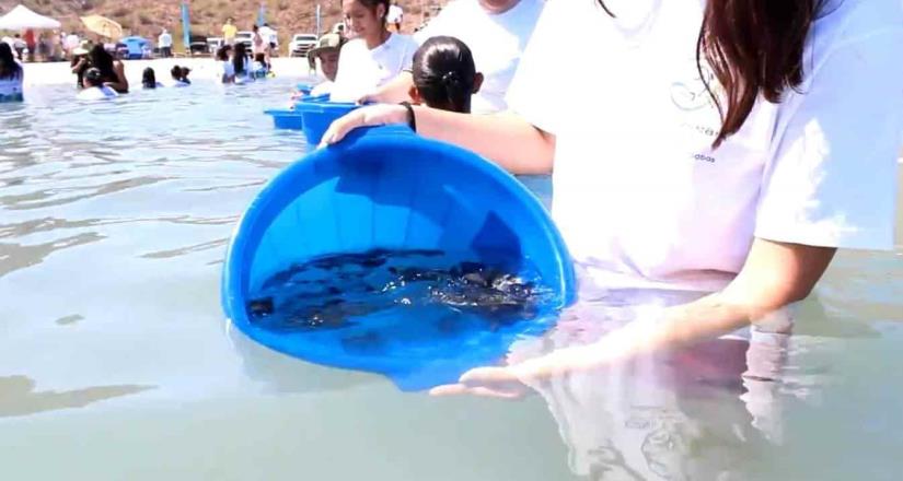 Realizan liberación de 40 mil crías de totoaba en Baja California Sur