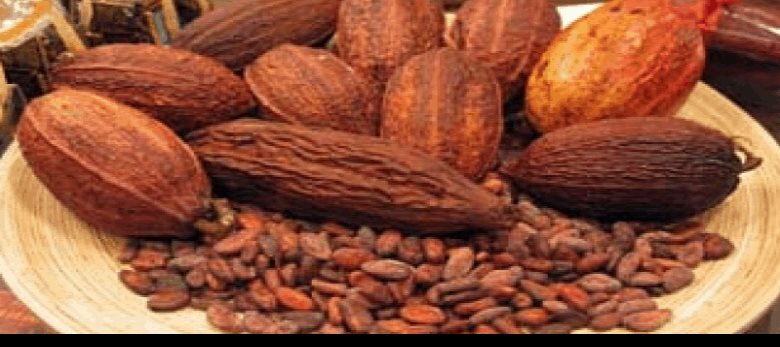 Clasifican al cacao de Chiapas como de los mejores del mundo