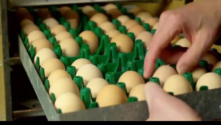 Importancia y normas a cumplir de la clasificación de huevo para plato