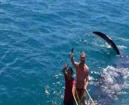 Denuncian maltrato de tiburón ballena en QR