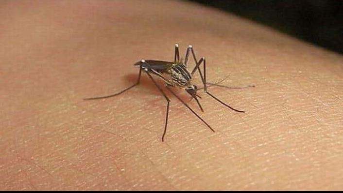 Crece más del 200% de casos de dengue en comparación al año pasado en Jalisco