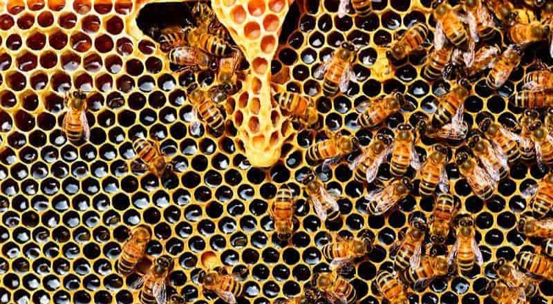 Casi 500 millones de abeja murieron en Brasil
