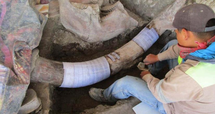 Hallan restos de 14 mamuts en Tultepec