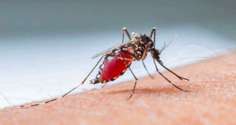 Primer caso de dengue por transmisión sexual en España