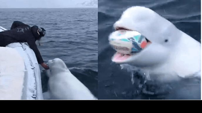 Captan a una ballena beluga jugar con balón de un marinero