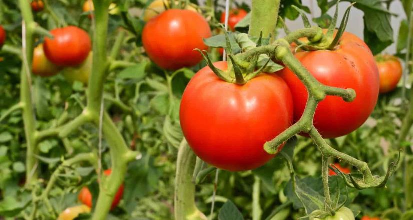Es México el noveno productor de tomate del mundo