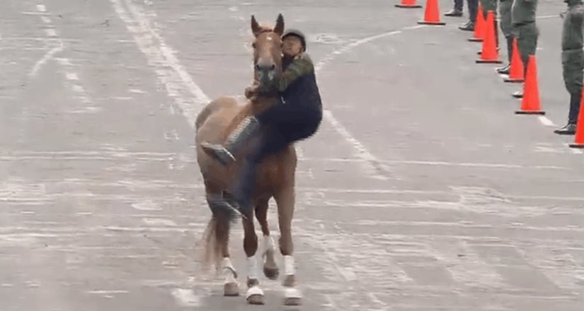 Jinete cae de su caballo durante desfile