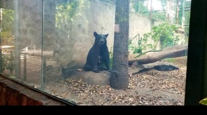 Rescatan a oso negro en Sinaloa; buscan su reproducción