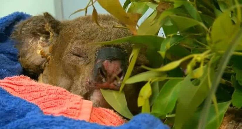 Koala que había sido rescatado por mujer, muere en el hospital