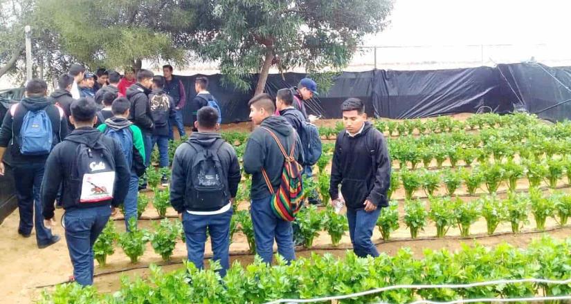 Estudiantes recorren campos de Agronomía de la UABC
