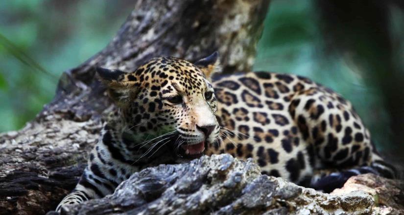 El jaguar: aún en riesgo de extinción en México