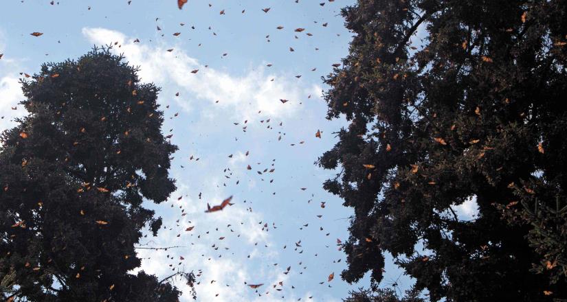 Comienza la gala de la mariposa monarca