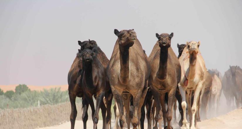 Sacrificarán a 10 mil camellos en Australia tras sequía
