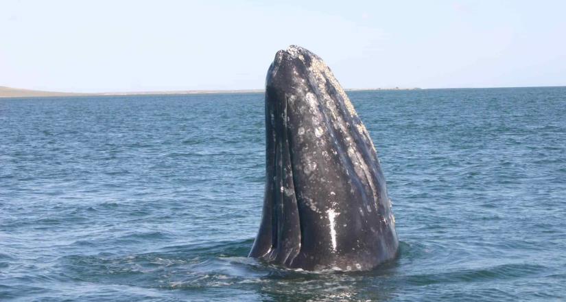 Continúan operativos de inspección para el avistamiento de ballenas