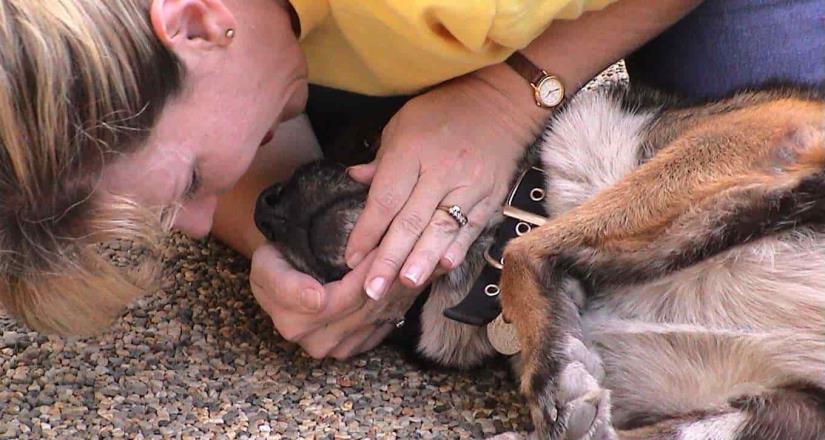 Organizan curso de primeros auxilios en perros para no veterinarios en Mexicali