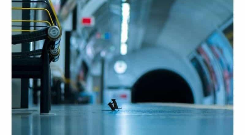 Ganadora de un premio la foto de dos ratones peleando en un metro de Londres