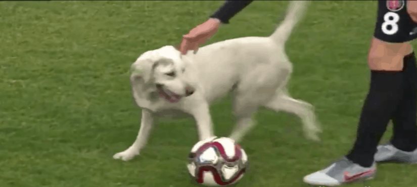 Perro invade la cancha y detiene un partido de futbol