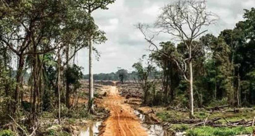 Humanidad peligra con destrucción de bosques: experto
