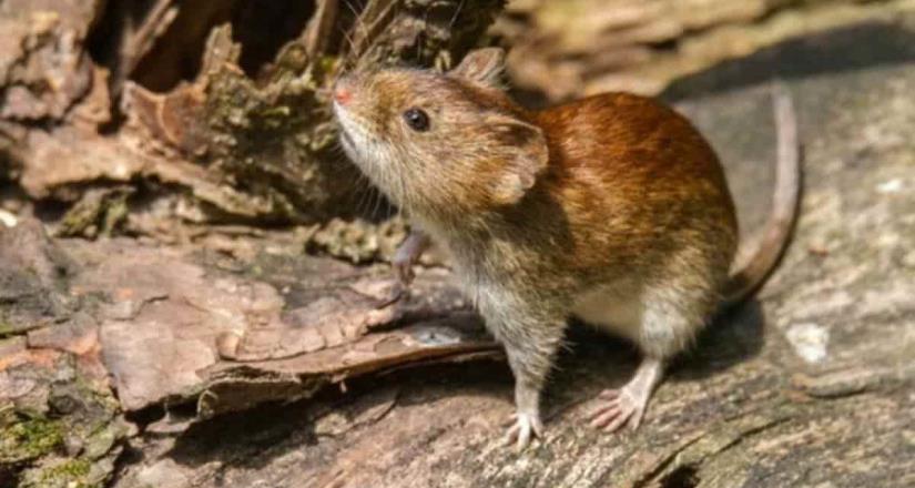 ¿Qué son los hantavirus y cuál es su relación con las ratas?