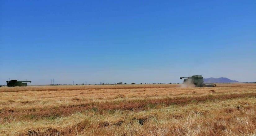 Comenzó la cosecha triguera del OI 2019-2020 en el Valle de Mexicali: Secretaría de Agricultura