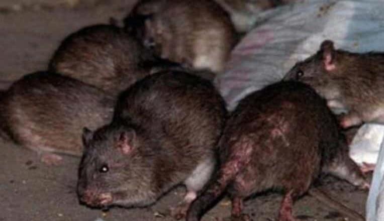 Advierten por plaga de ratas ante calles de la CDMX