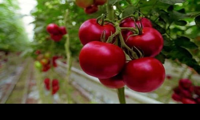 Contemplan la siembra de 1220 hectáreas de tomate