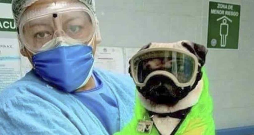 Harley el Tuerto, el perro terapeuta que elimina el estrés de médicos en México