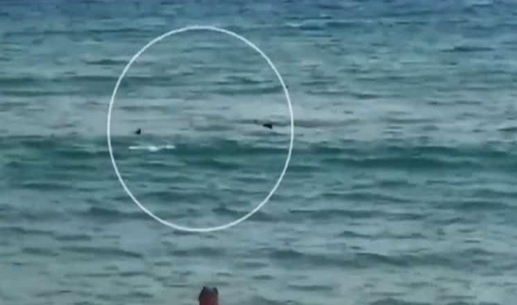 Nadador paraolímpico logra escapar de dos tiburones en una playa