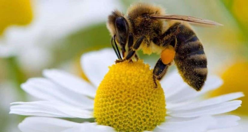 Operación Polinizador llega a México para proteger a las abejas