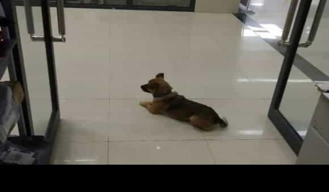 Perro espera más de tres meses en hospital de Wuhan a dueño fallecido
