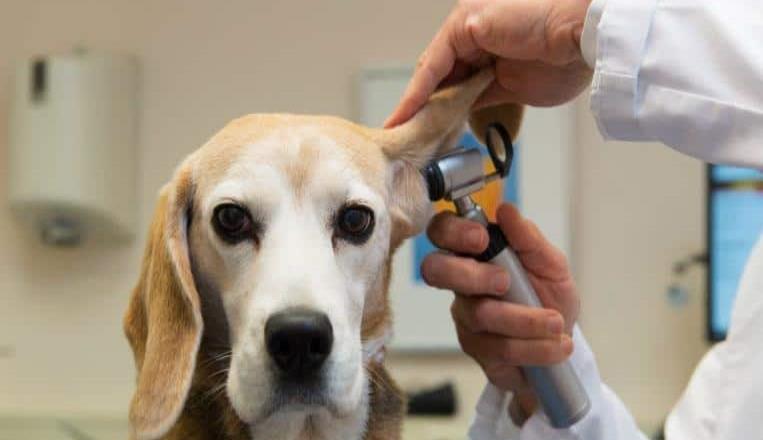 Incrementan 40% servicios veterinarios durante contingencia sanitaria