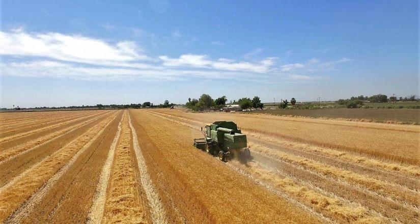Reporta la Secretaría de Agricultura el avance de la cosecha triguera 2019-2020