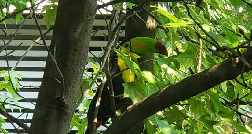 Tucán escapa de refugio en la CdMx y vuela de árbol en árbol